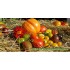 Gamtiškai užaugintų veislinių pomidorų rinkinys, 0,5 kg